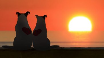 sun based dog names