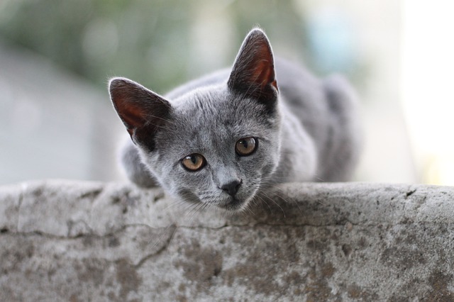 unisex-bengali-cat-names