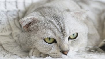 unisex-telugu-cat-names