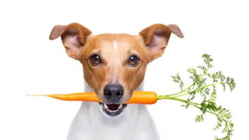 vegan inspired dog names