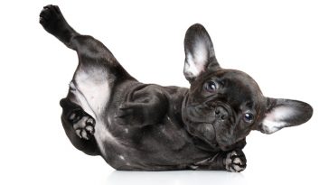 yoga dog names 3