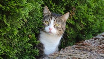 zulu-male-cat-names