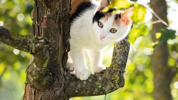 female-israeli-cat
