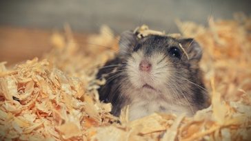 hamster