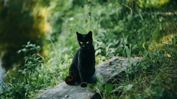 male-majestic-cat-names