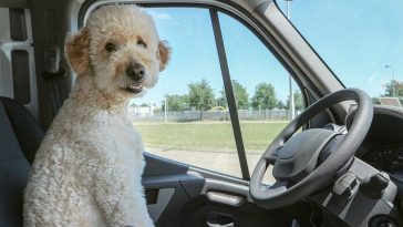 puppy-travel