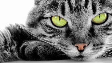 60+ Cat Names from The Highly Popular Anime Naruto