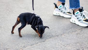 Best 140+ Dog Names Without Tai
