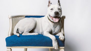Best Blue Dog Names
