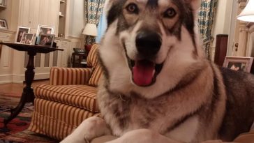 Captain, Cuomo's dog