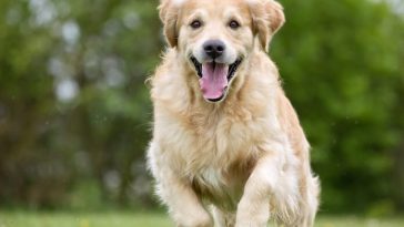Male Dog Names Without The Letter 'a'