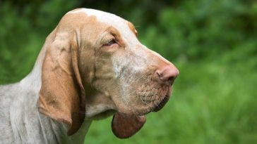 Other Dog with Long Ears Names