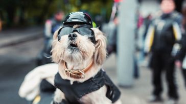 Outlaw Boy Dog Names