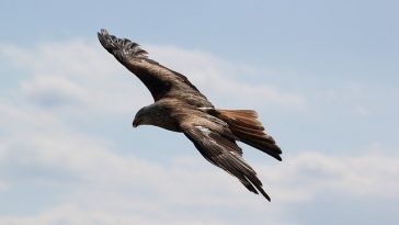 badass-male-bird-names