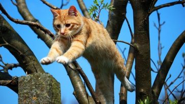 brave-female-cat-names