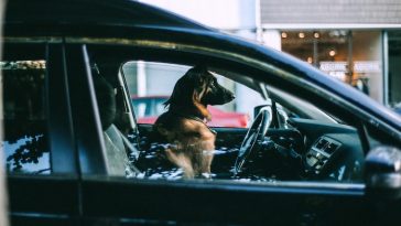 dog inside hot car