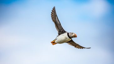 famous-bird-names-from-comic