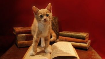 female-biblical-cat-names