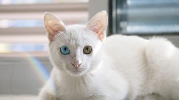 female-buddhist-cat-names
