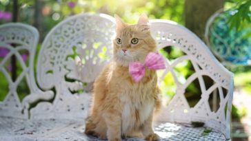 female-tan-cat-names
