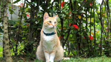 female-vegan-cat