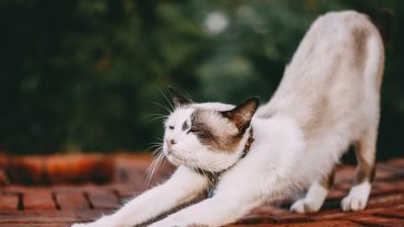 female-yoga-cat-names