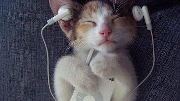 jazz-cat