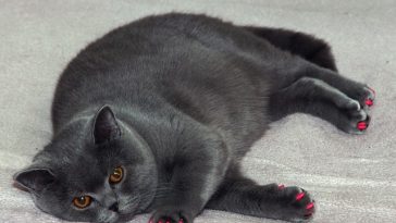male-big-fat-cat-names