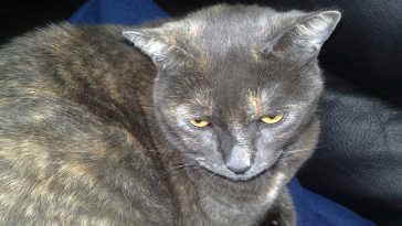 male-emo-cat-names