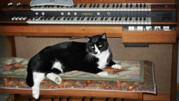 male-jazz-cat-names