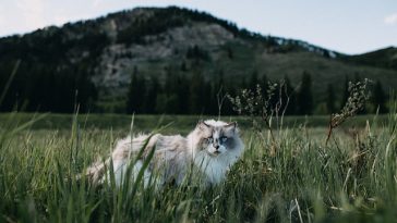 male-mountain-cat-names
