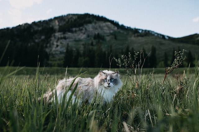 male-mountain-cat-names
