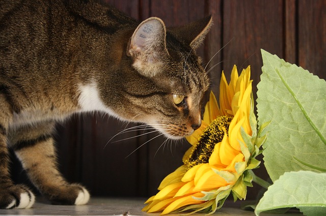 male-vegan-cat-names