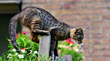 male-zen-cat-names