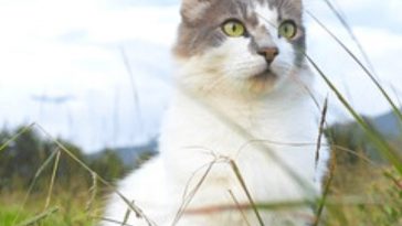 mountain-cat-names