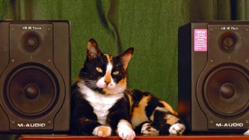 punk-cat-names-from-songs