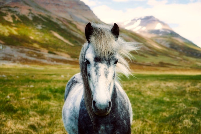 Male Tamil Horse Names