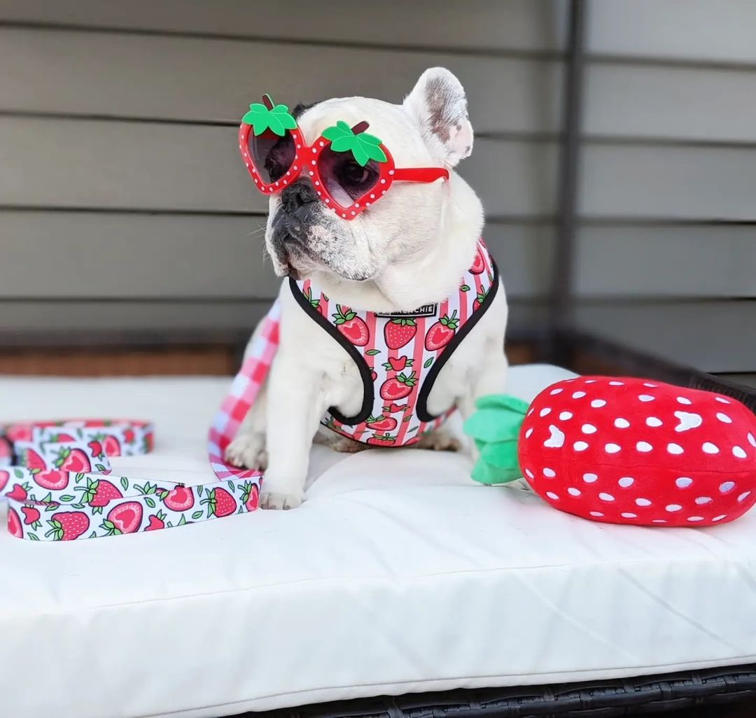 Manny The Frenchie