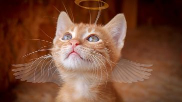 angelic-female-cat-names