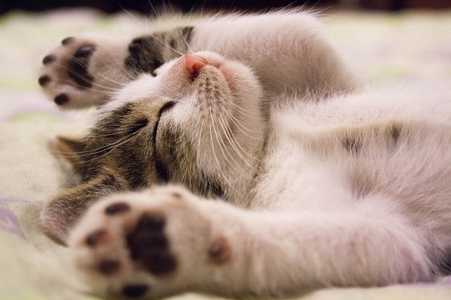 awesome-stoner-cat-names