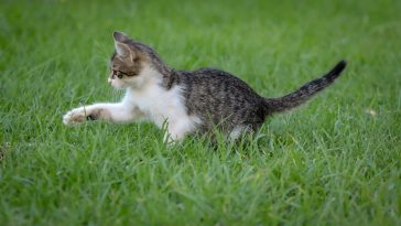 cute-earthy-cat-names