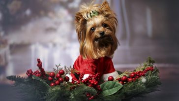 dog-influencer