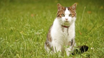 female-cat-names