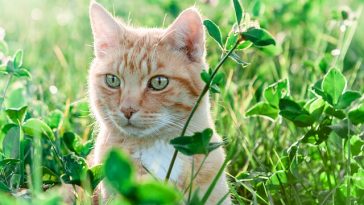 female-human-names-for-cats