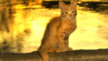 female-river-cat-names