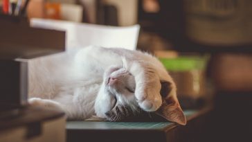 funny-stoner-cat-names