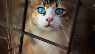 male-anime-cat-names-01