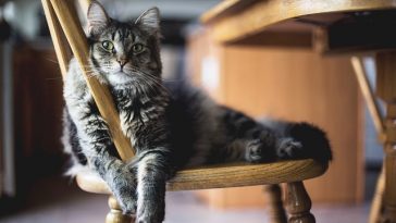 male-broadway-cat-names