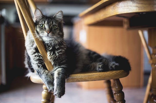 male-broadway-cat-names