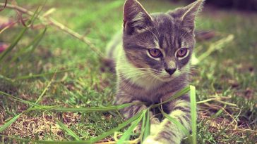 male-classic-cat-names